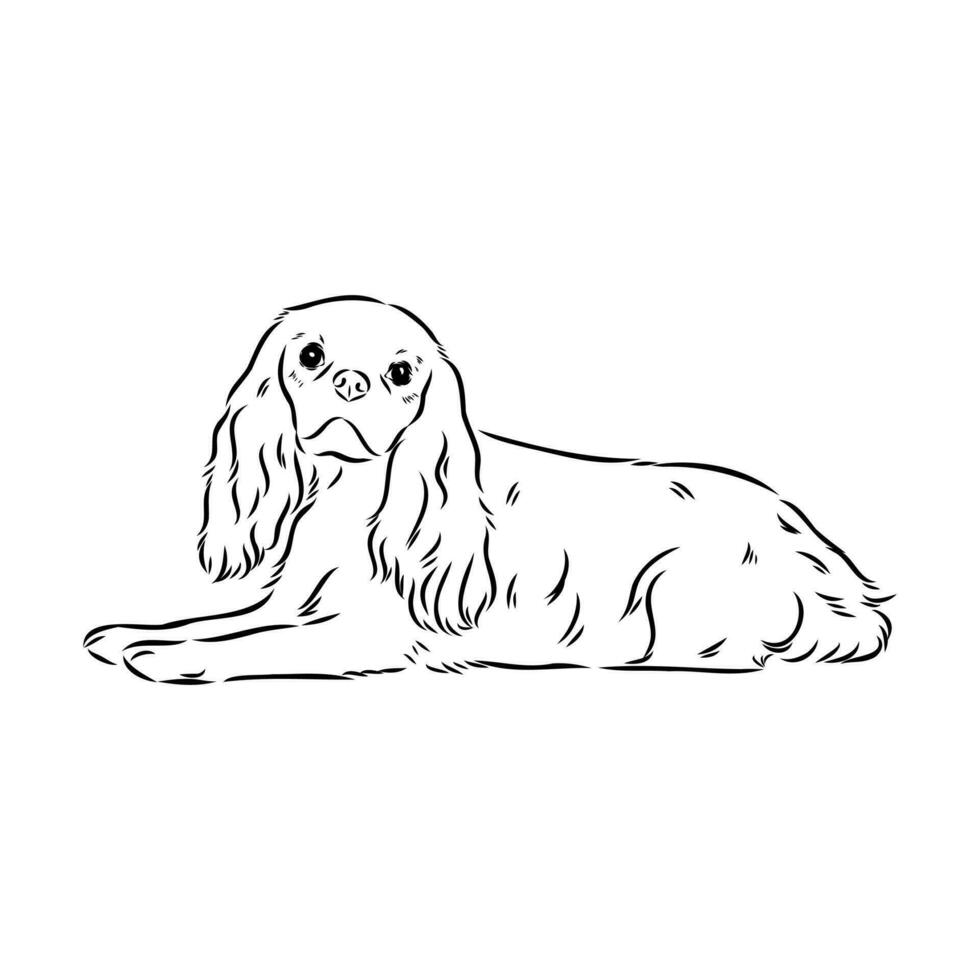 cavalier king charles dog vector sketch