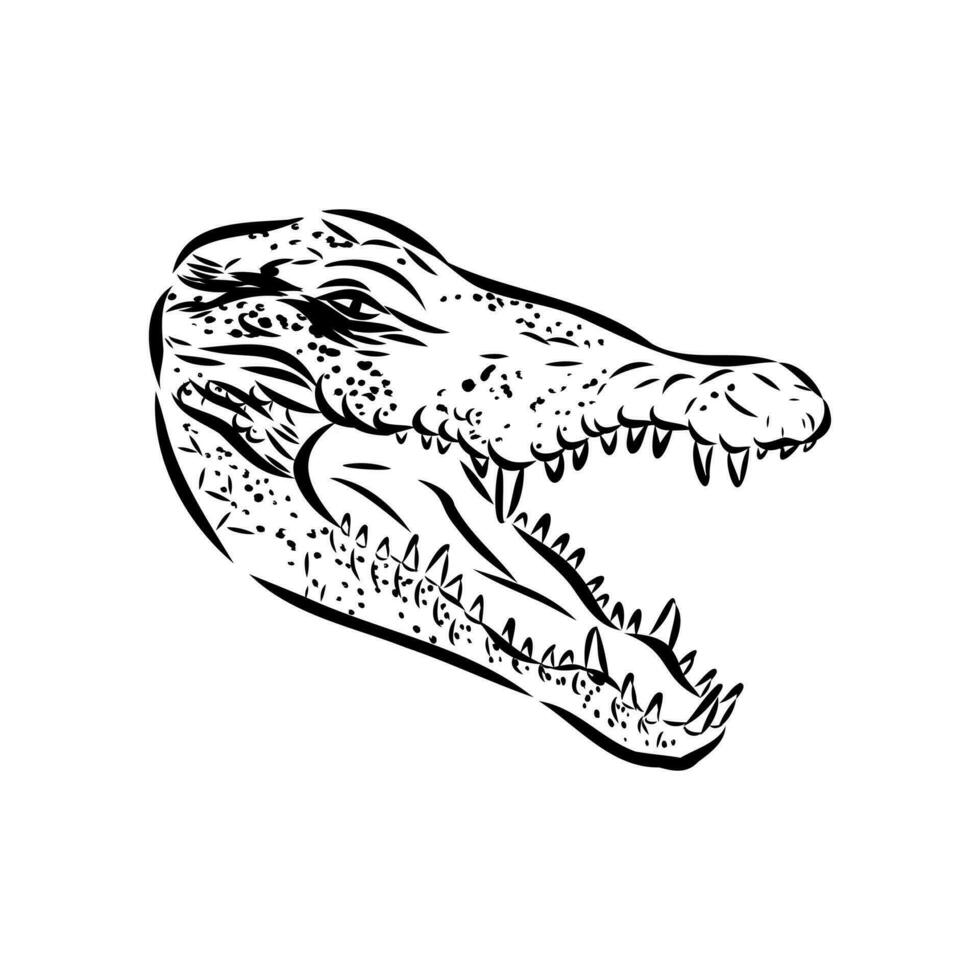 crocodile vector sketch