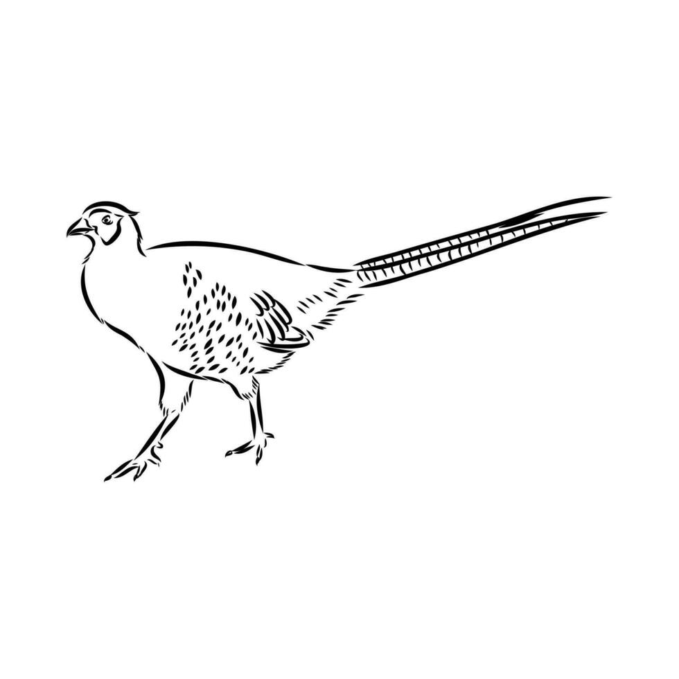 pheasant vector sketch