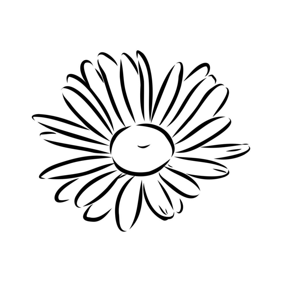 daisy flower vector sketch