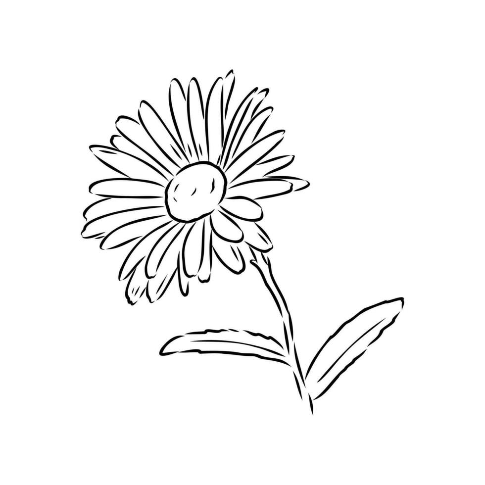 daisy flower vector sketch