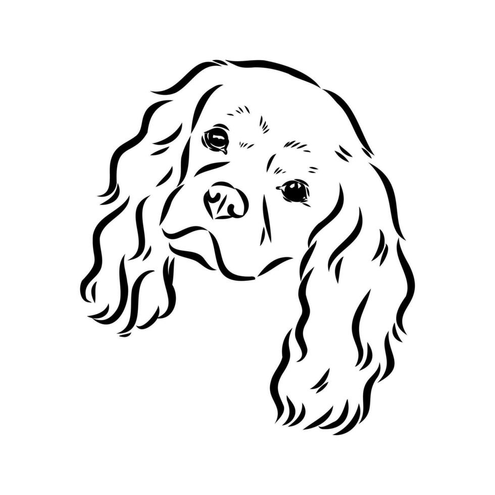 cavalier king charles dog vector sketch