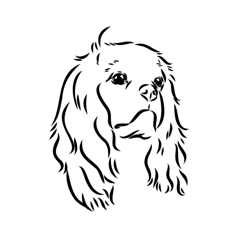 cavalier king charles dog vector sketch