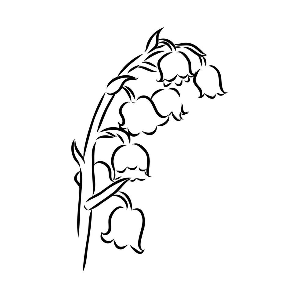 lily of the valley vector sketch