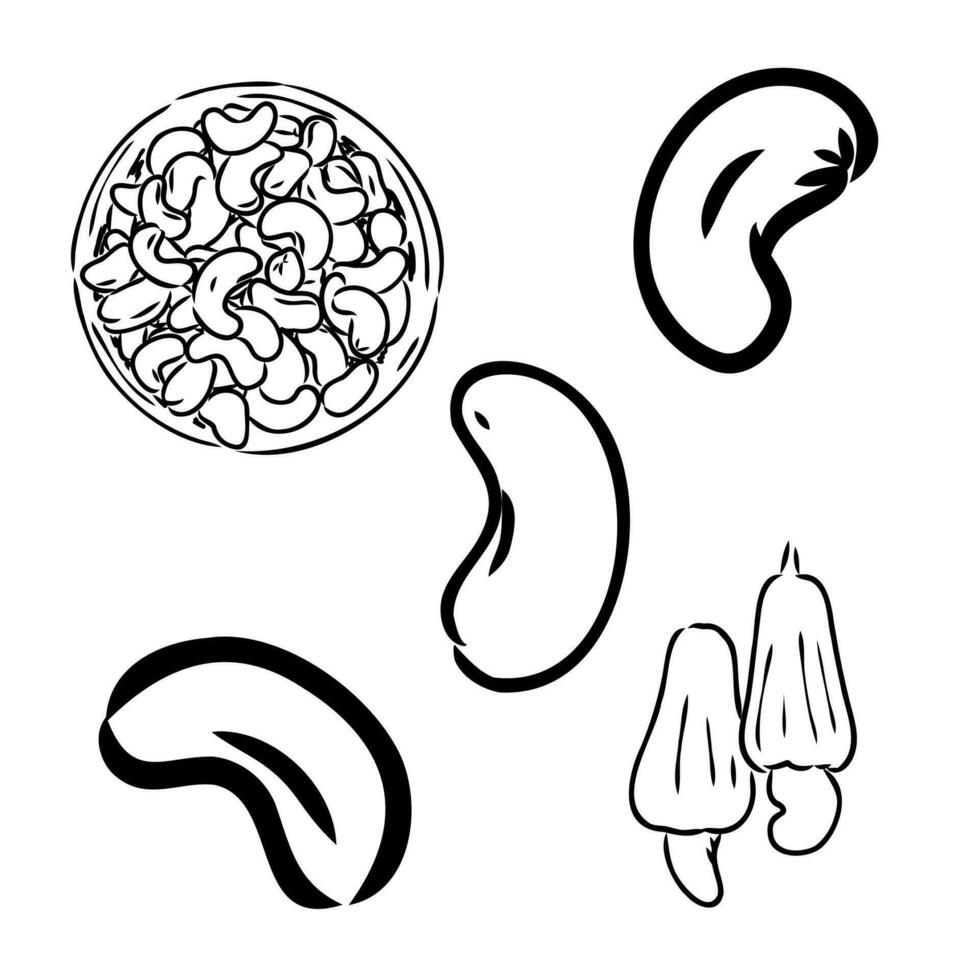 cashew nut vector sketch