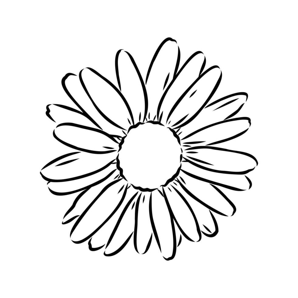 daisy flower vector sketch