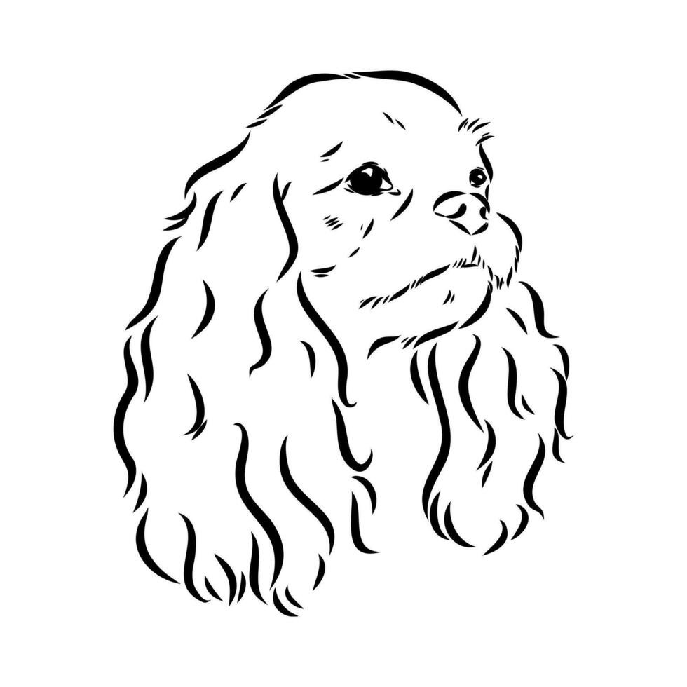 cavalier king charles dog vector sketch