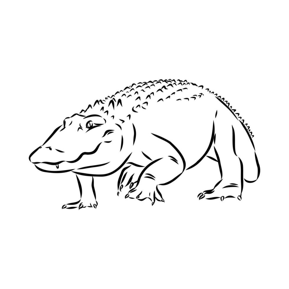 crocodile vector sketch