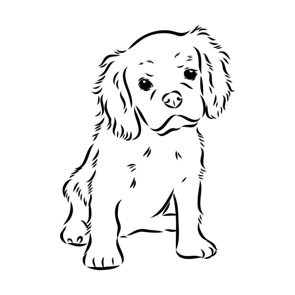 cavalier king charles dog vector sketch