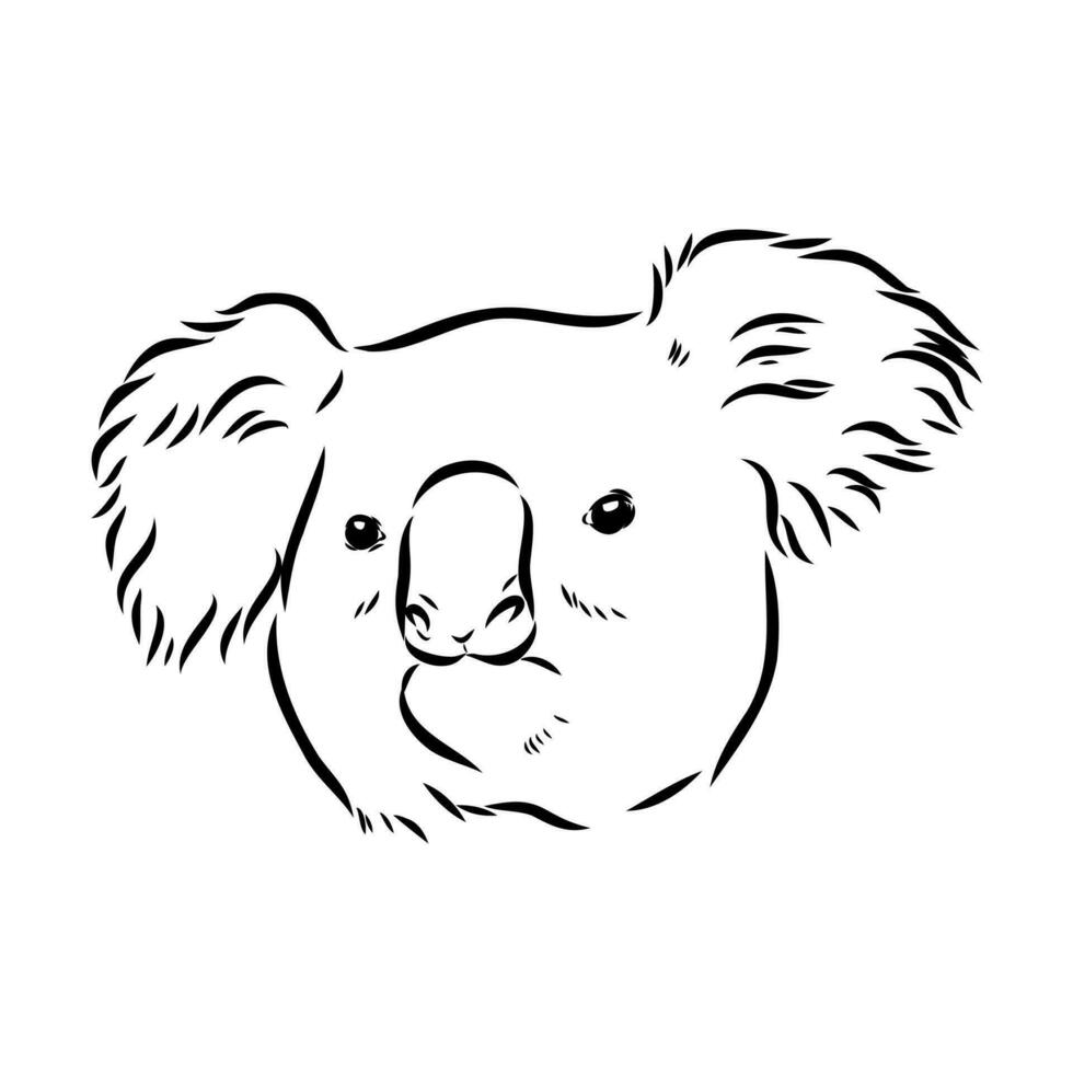 dibujo vectorial de koala vector