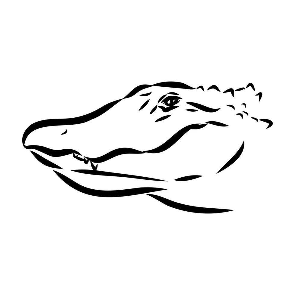 crocodile vector sketch