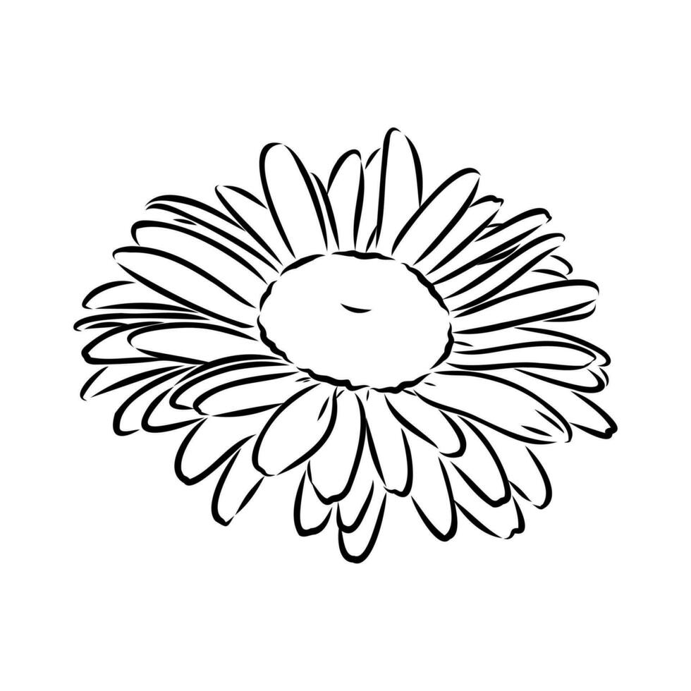 daisy flower vector sketch