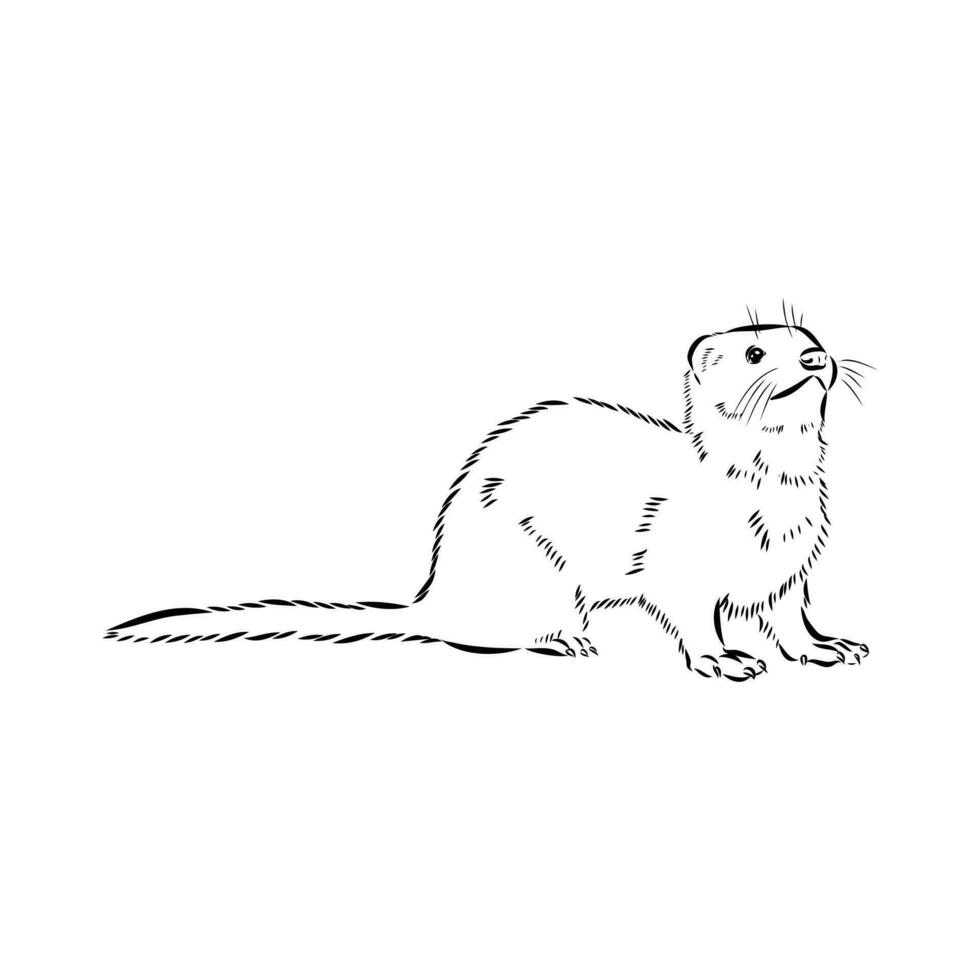 ferret vector sketch