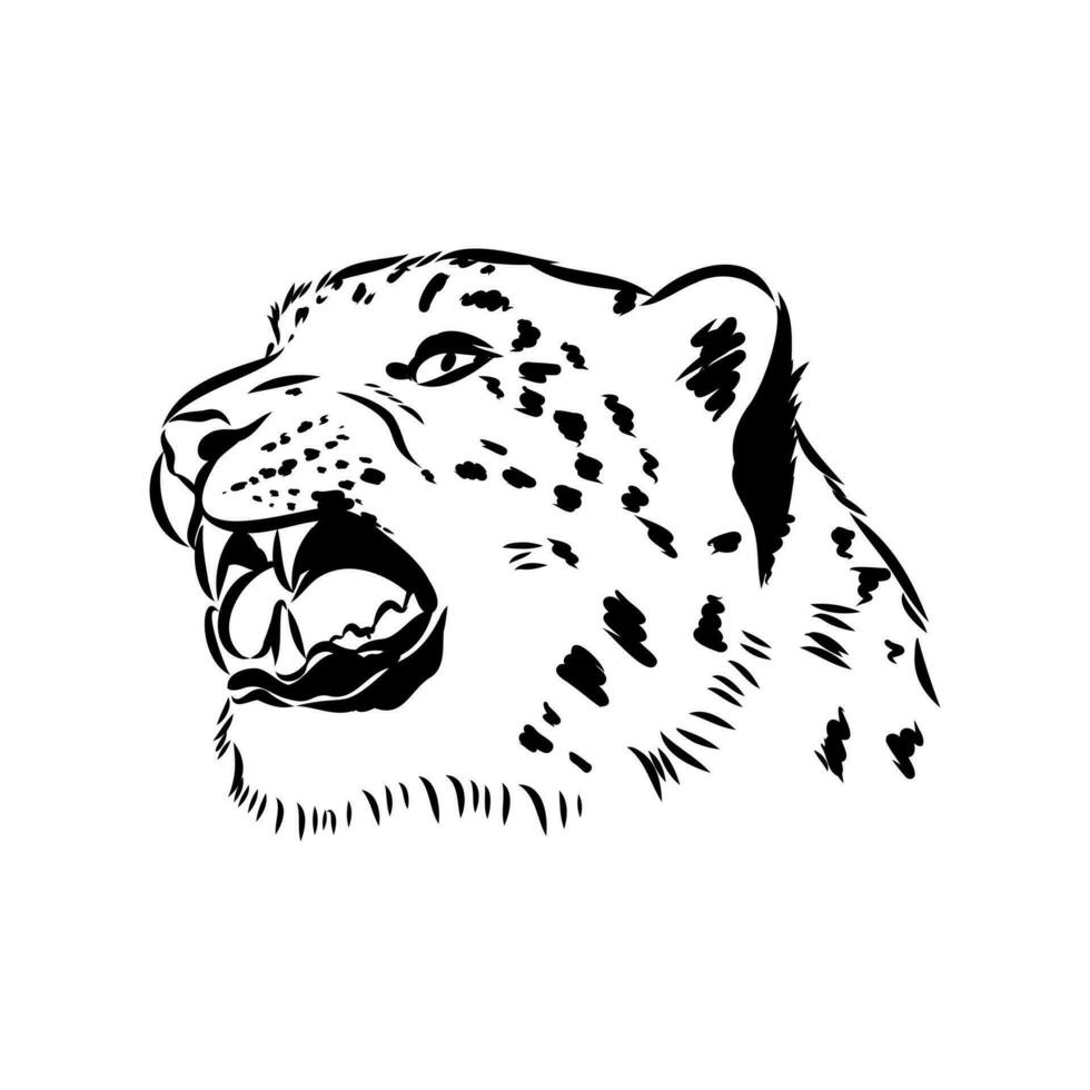 snow leopard vector sketch