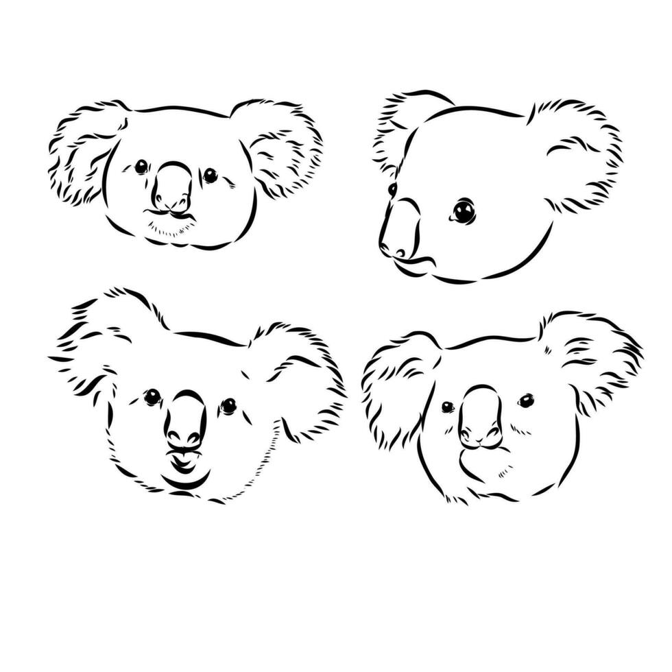 koala vector sketch