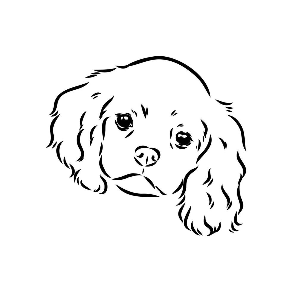 cavalier king charles dog vector sketch