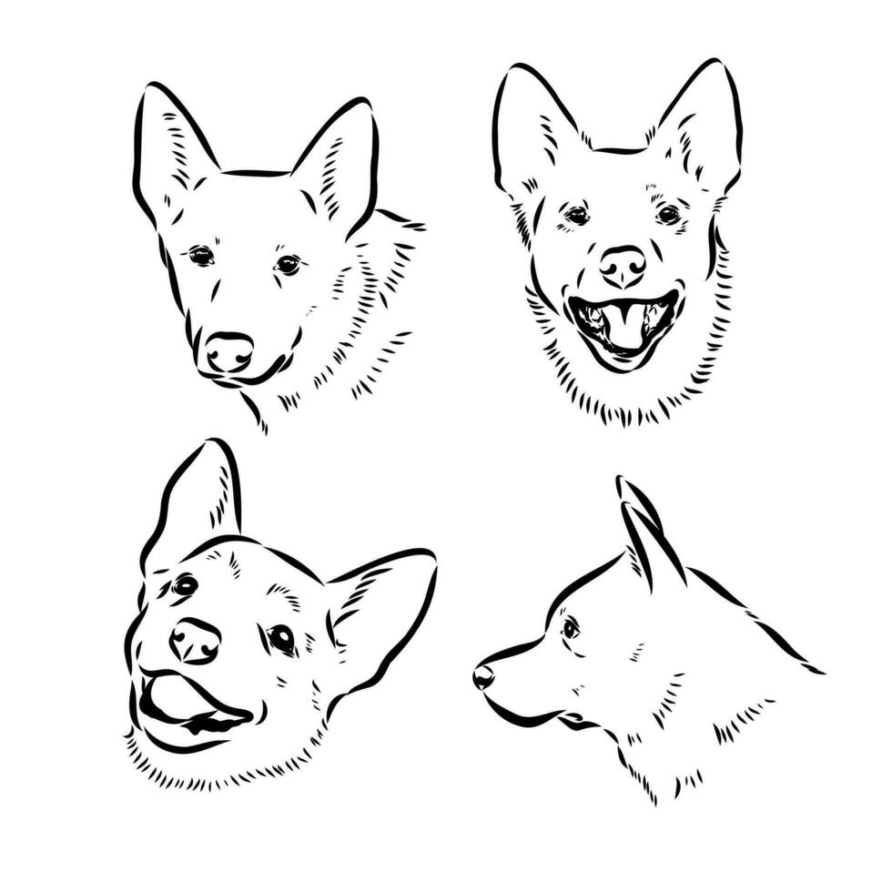Australian cattle dog vector sketch