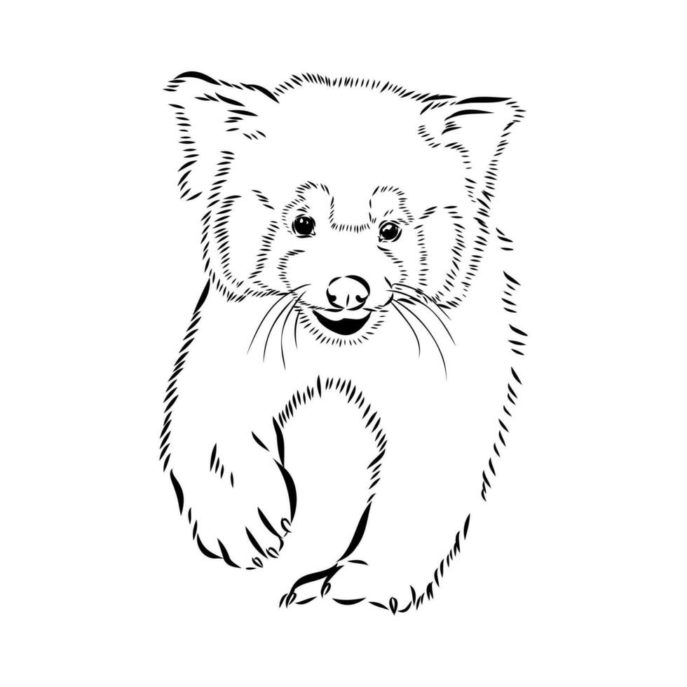 red panda vector sketch