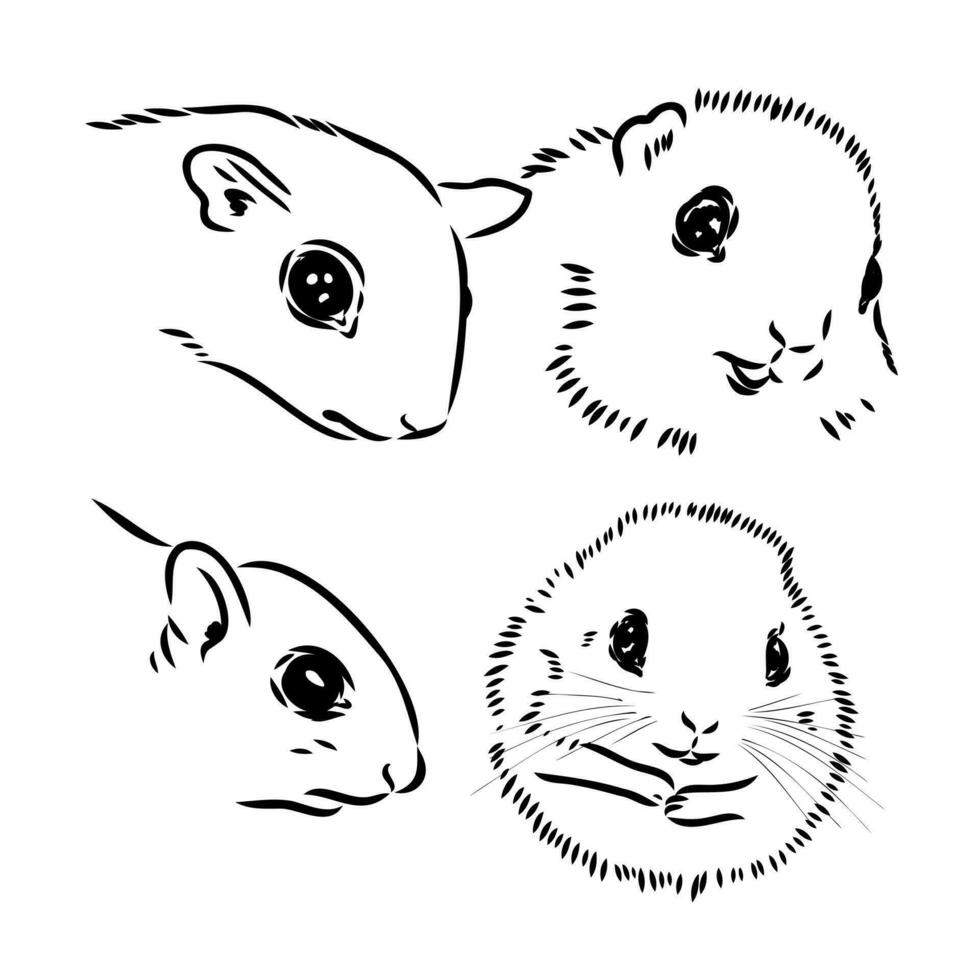 flying squirrel vector sketch