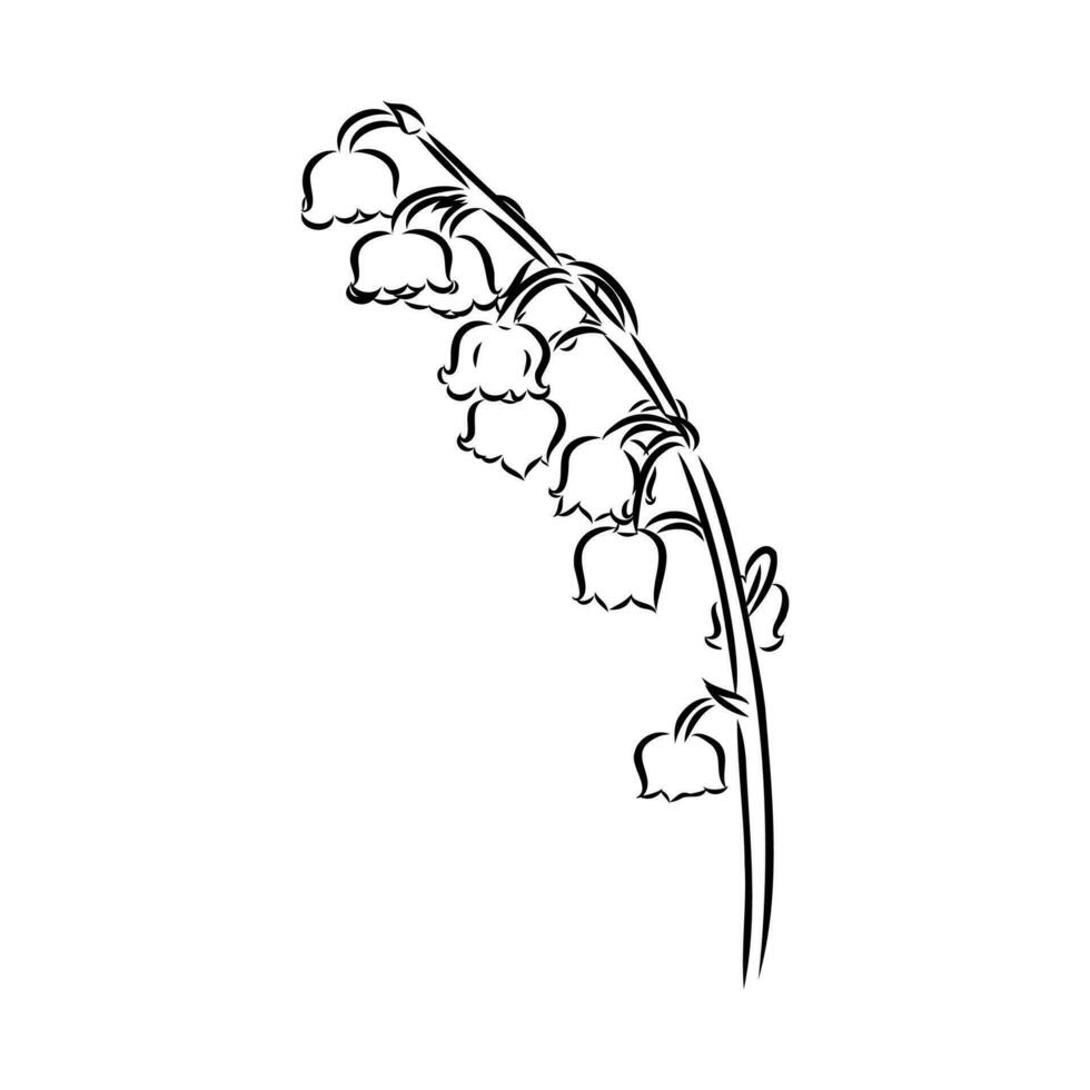 lily of the valley flower vector sketch