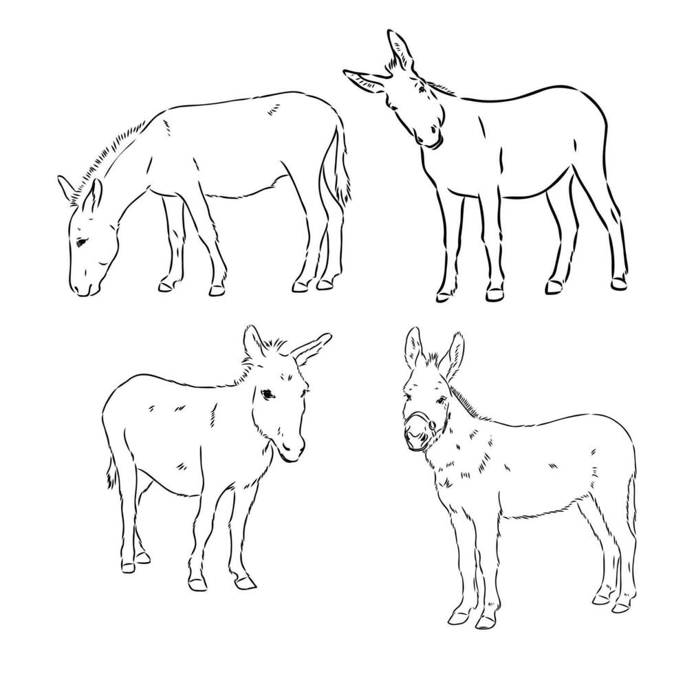 donkey vector sketch