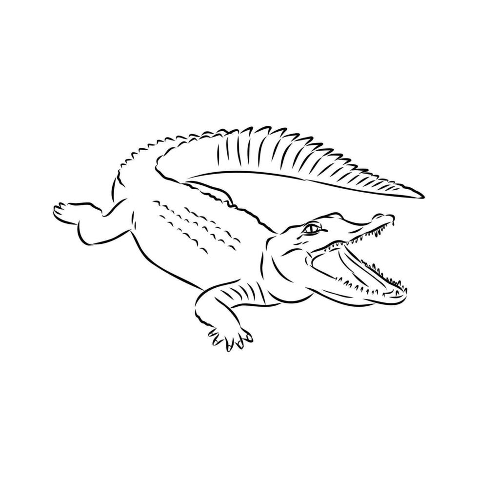 crocodile vector sketch