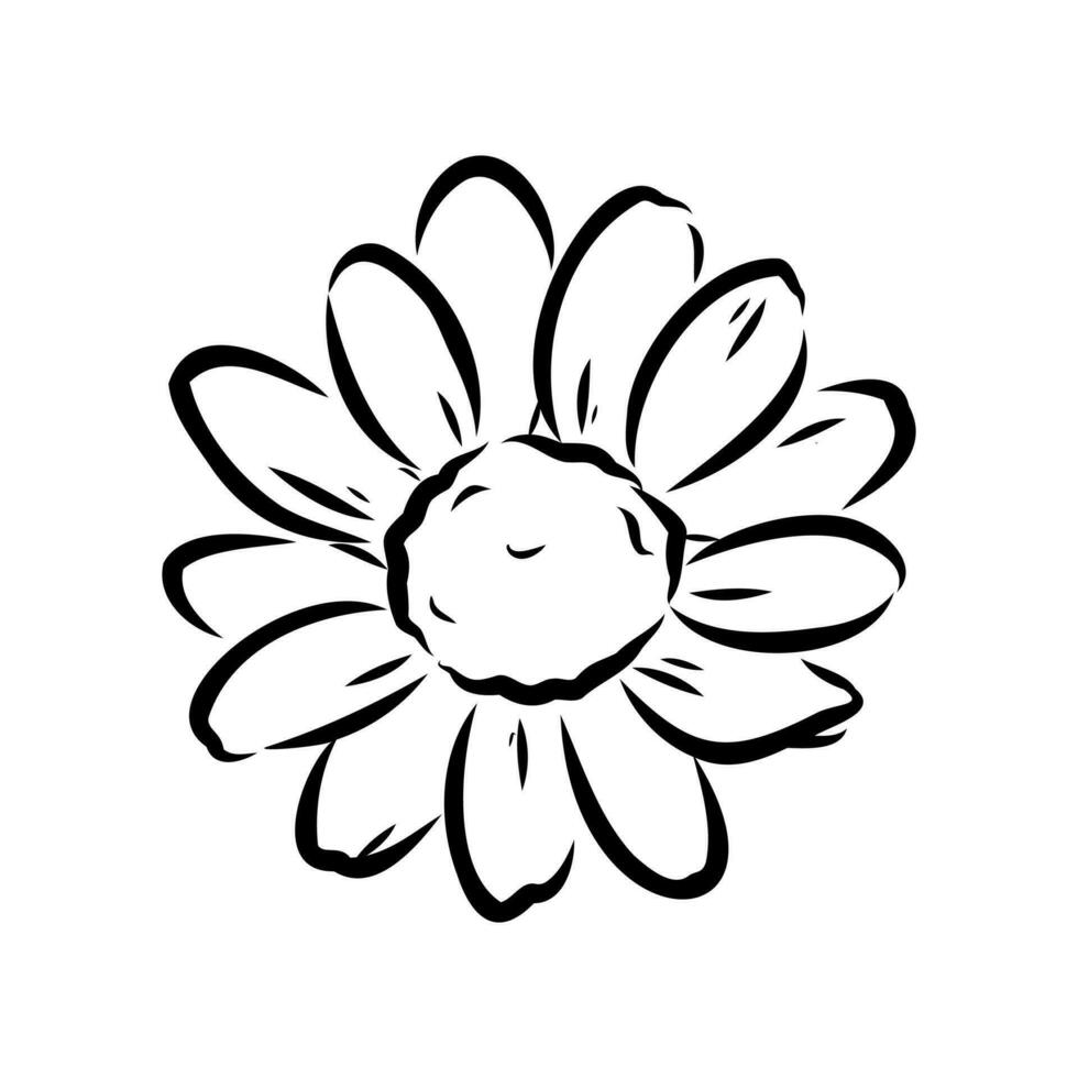 daisy flower vector sketch