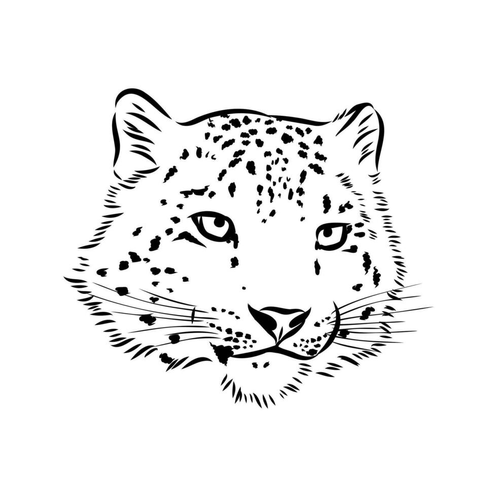 snow leopard vector sketch
