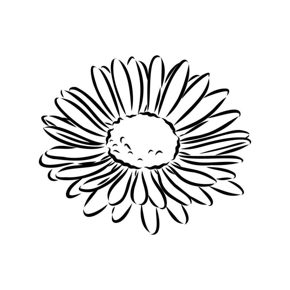 daisy flower vector sketch