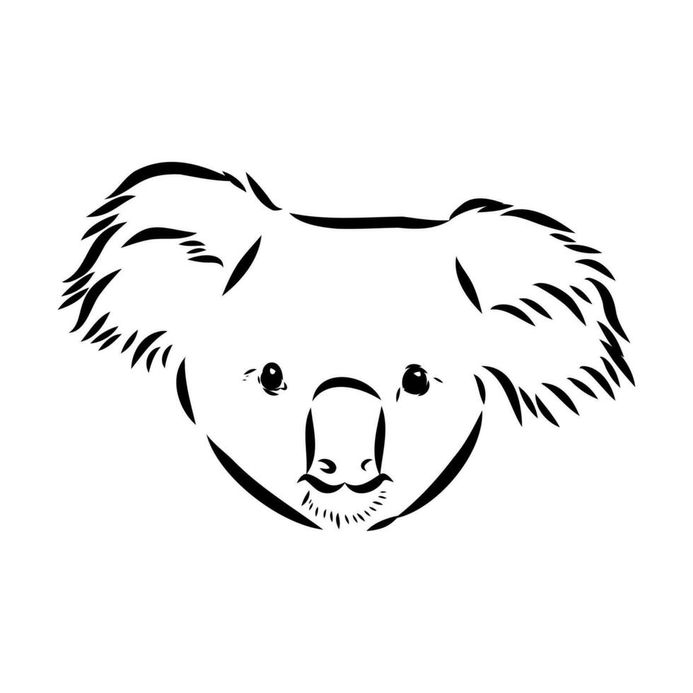 dibujo vectorial de koala vector