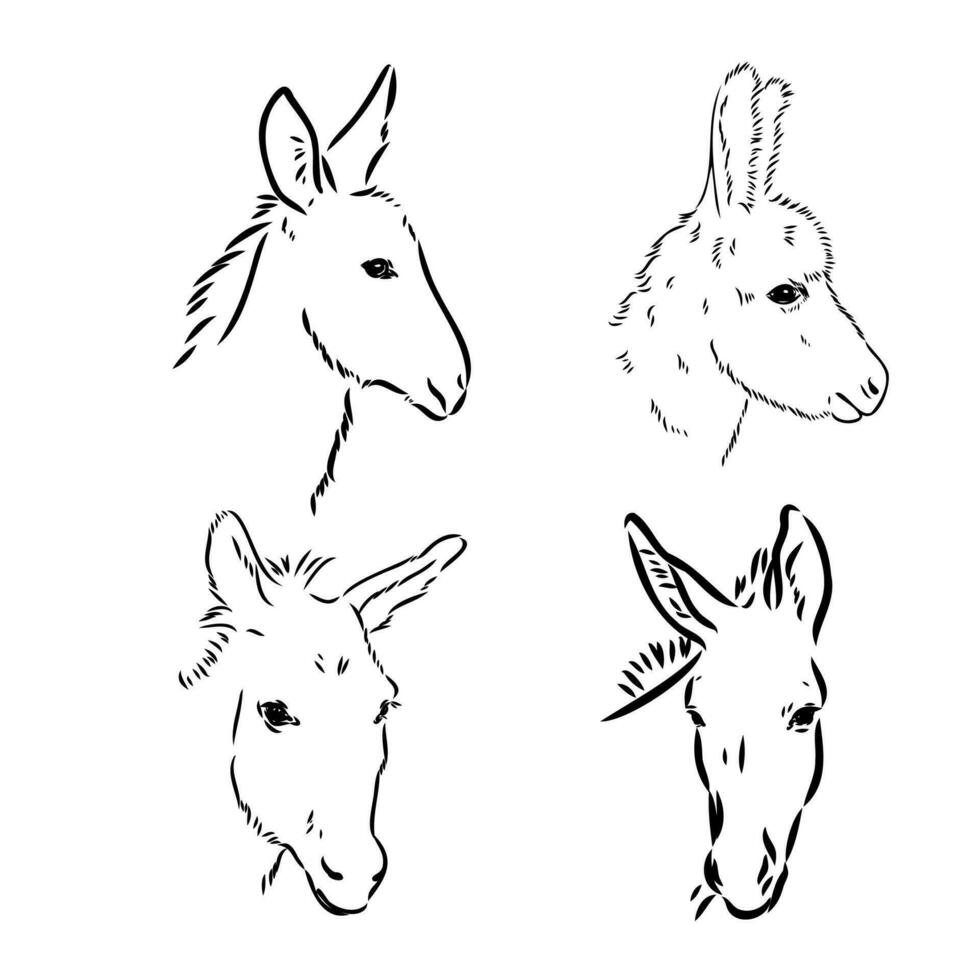 donkey vector sketch