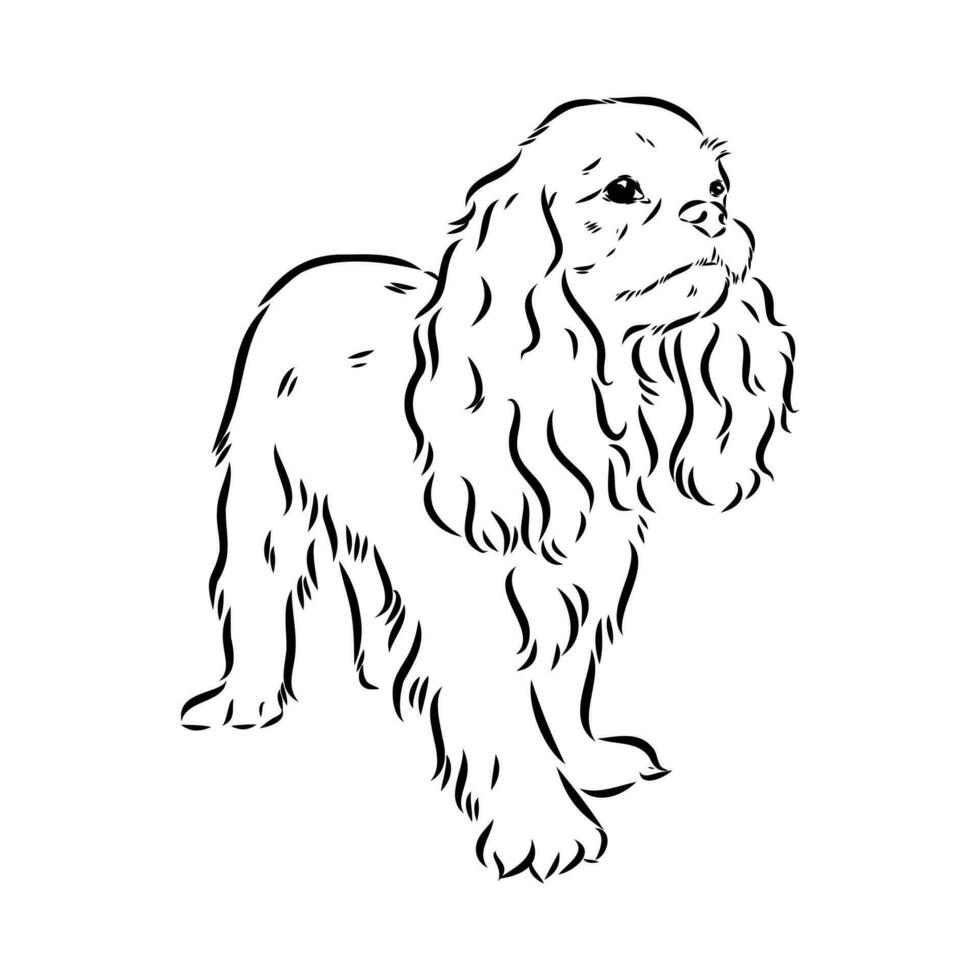 cavalier king charles dog vector sketch