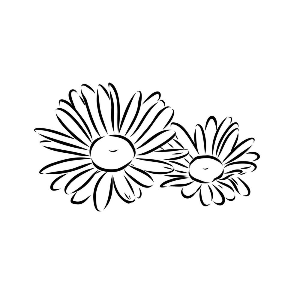 daisy flower vector sketch