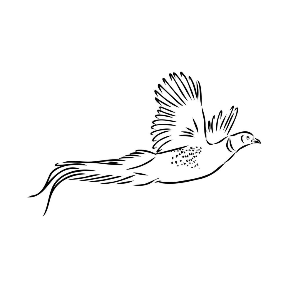 pheasant vector sketch