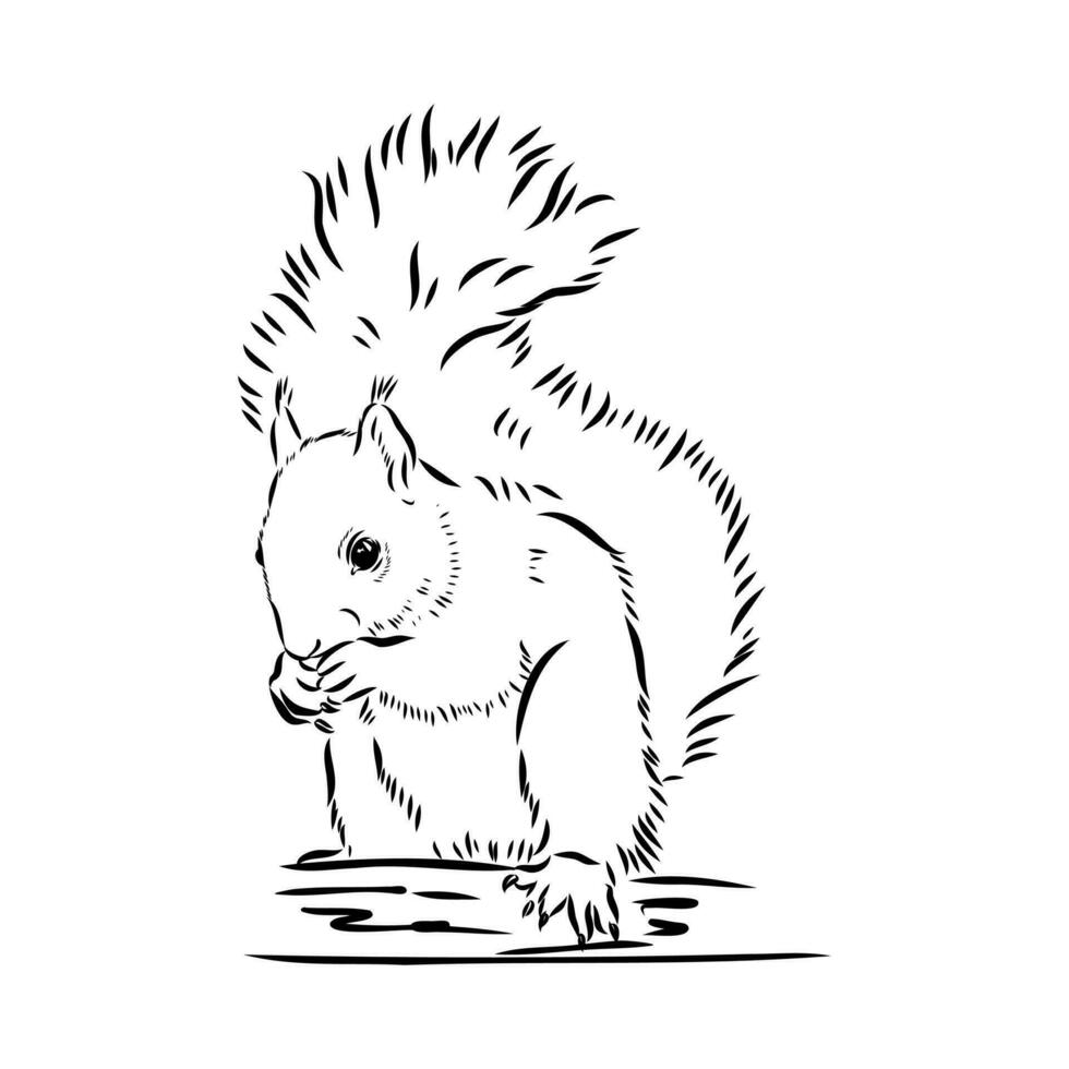 squirrel vector sketch