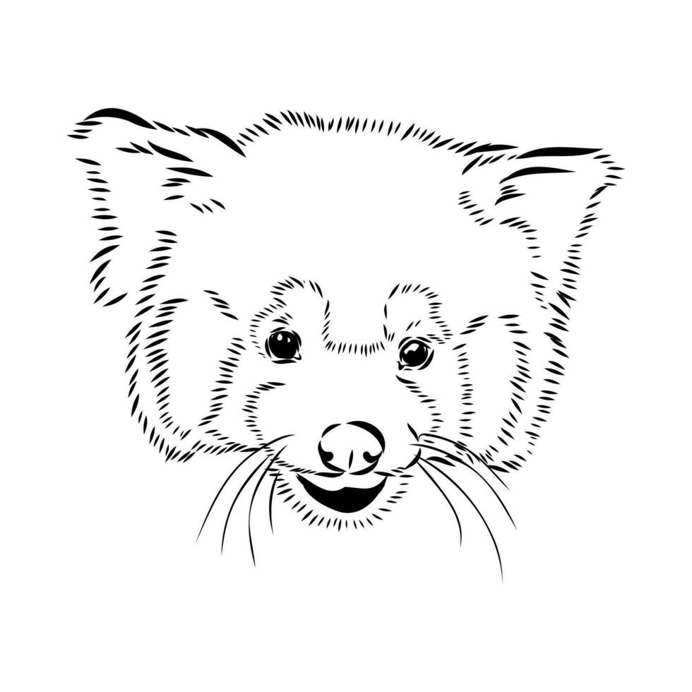 red panda vector sketch