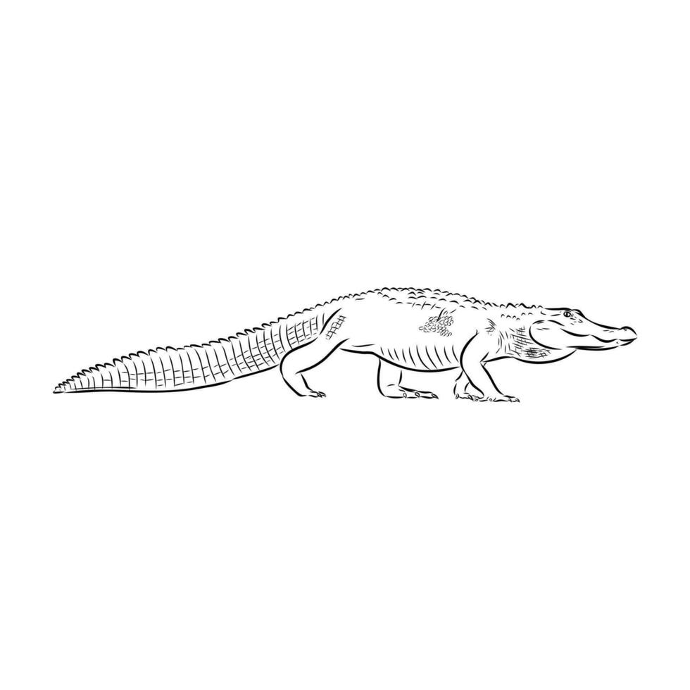 crocodile vector sketch