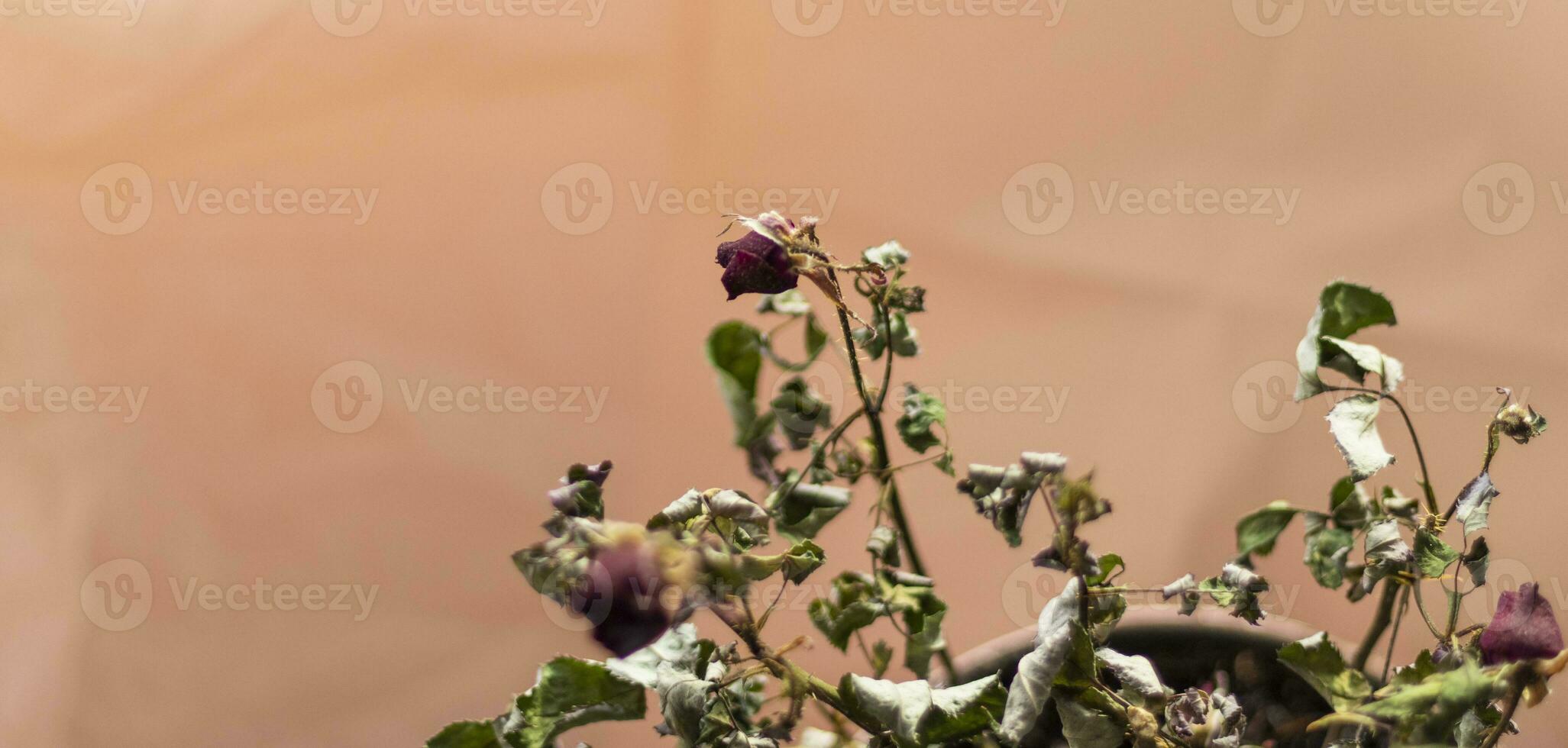 Concept shot of the background theme, wrapping paper, dried roses other flowers and other arrangements. Love photo