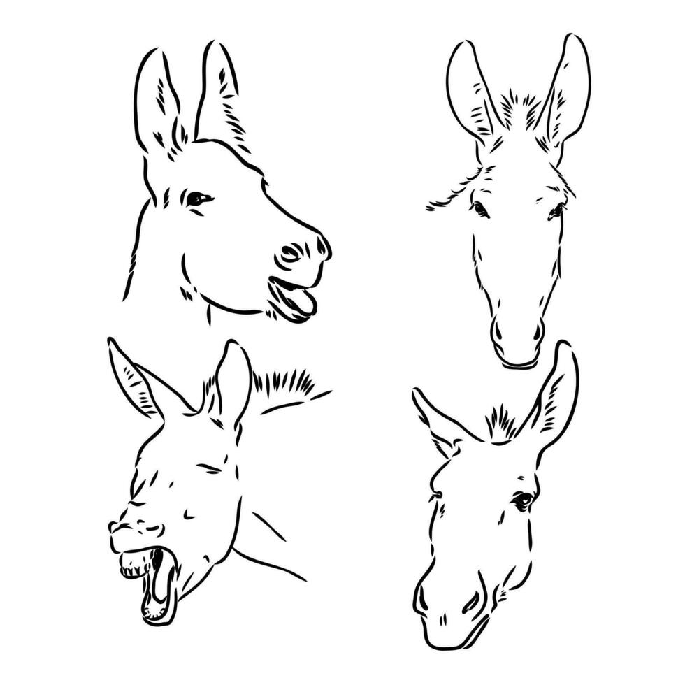 dibujo vectorial de burro vector