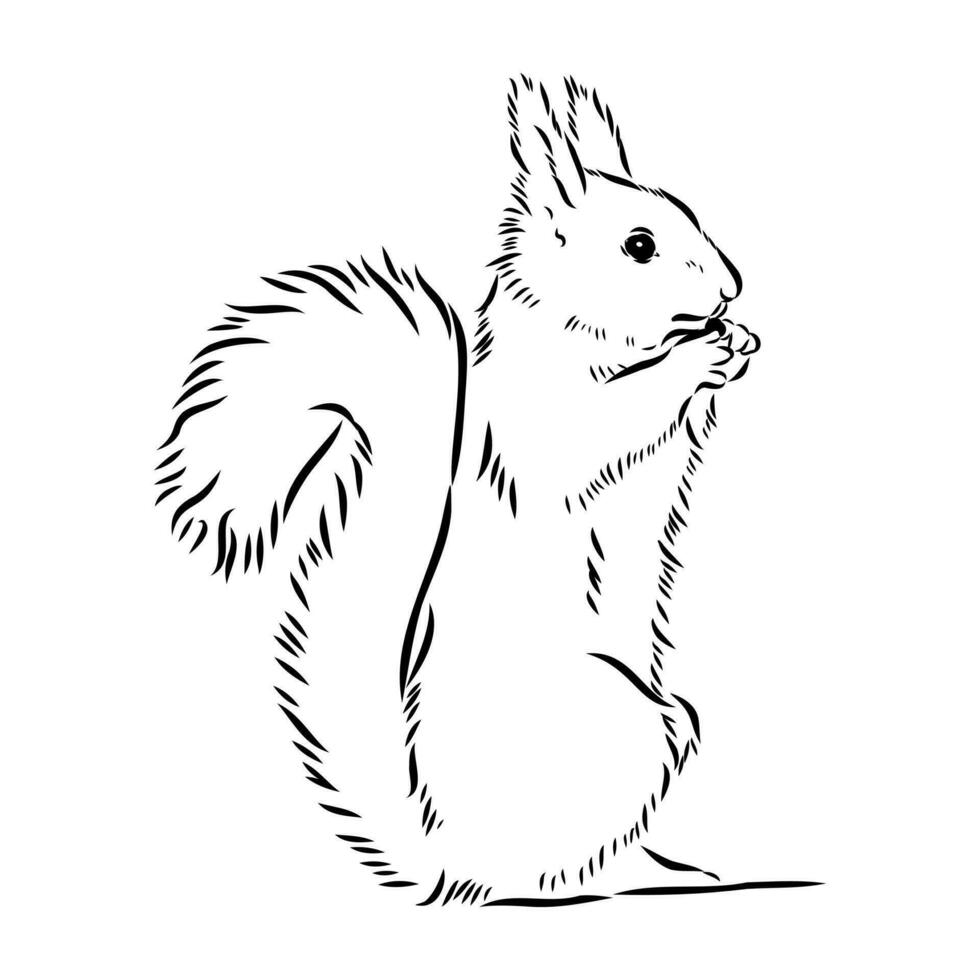 squirrel vector sketch