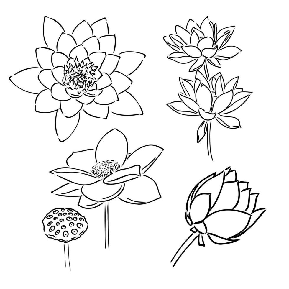lotus flower vector sketch
