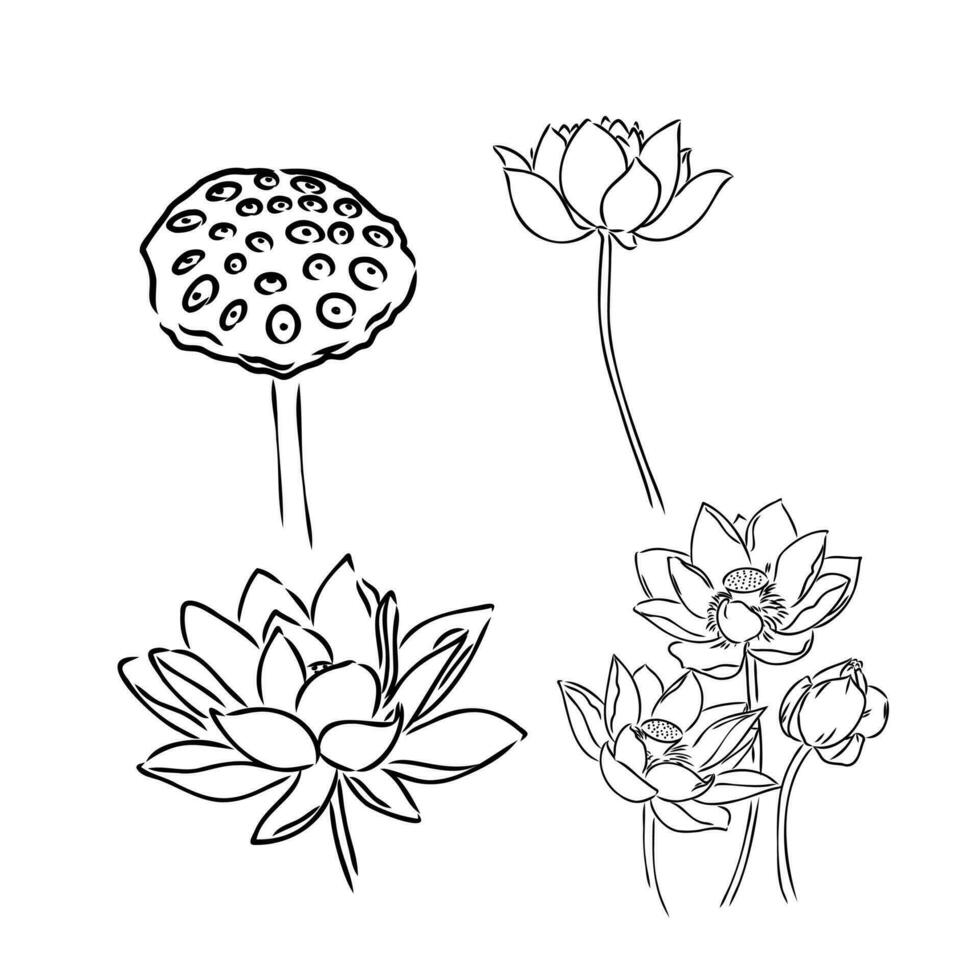 lotus flower vector sketch