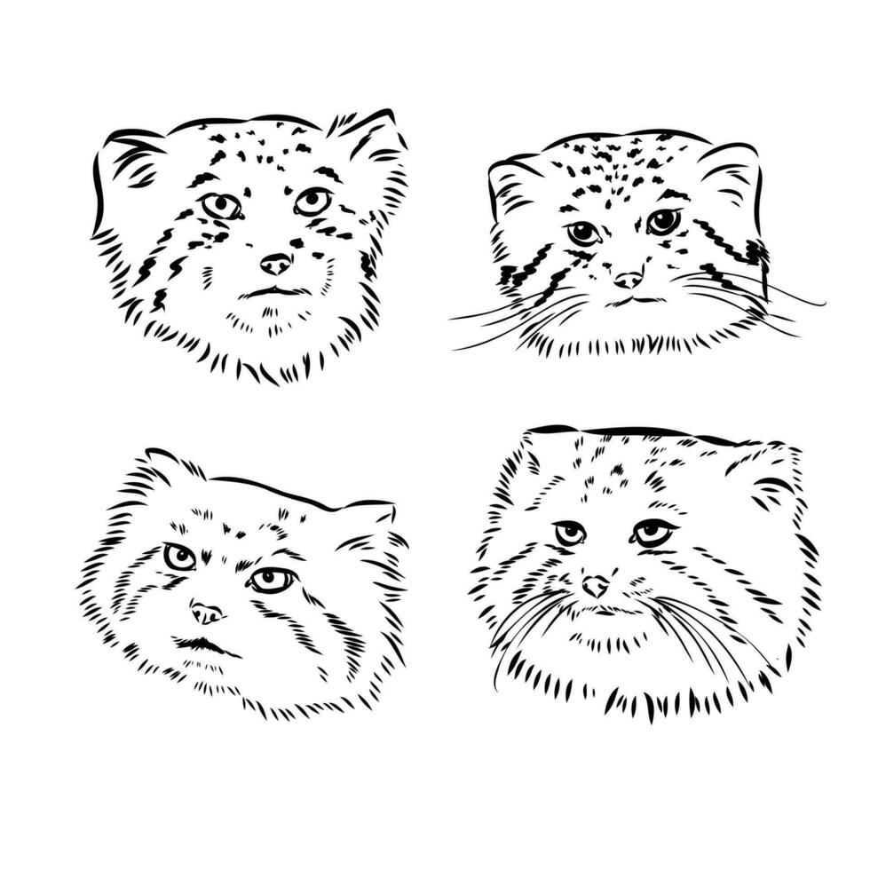 cat manul vector sketch