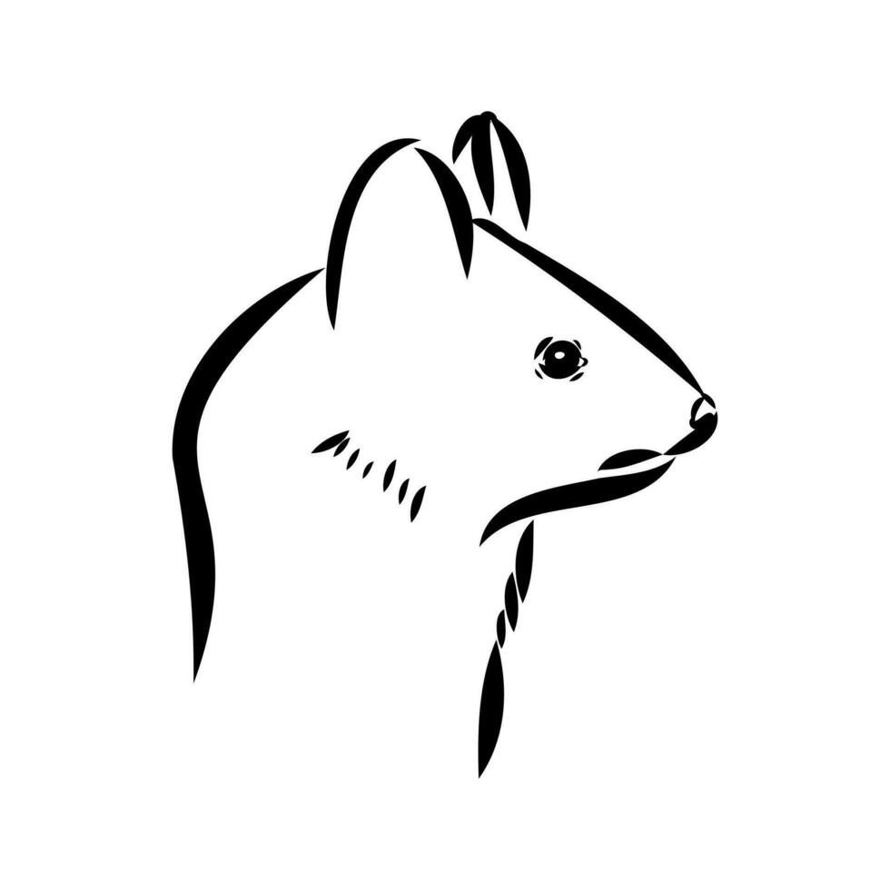 ferret vector sketch