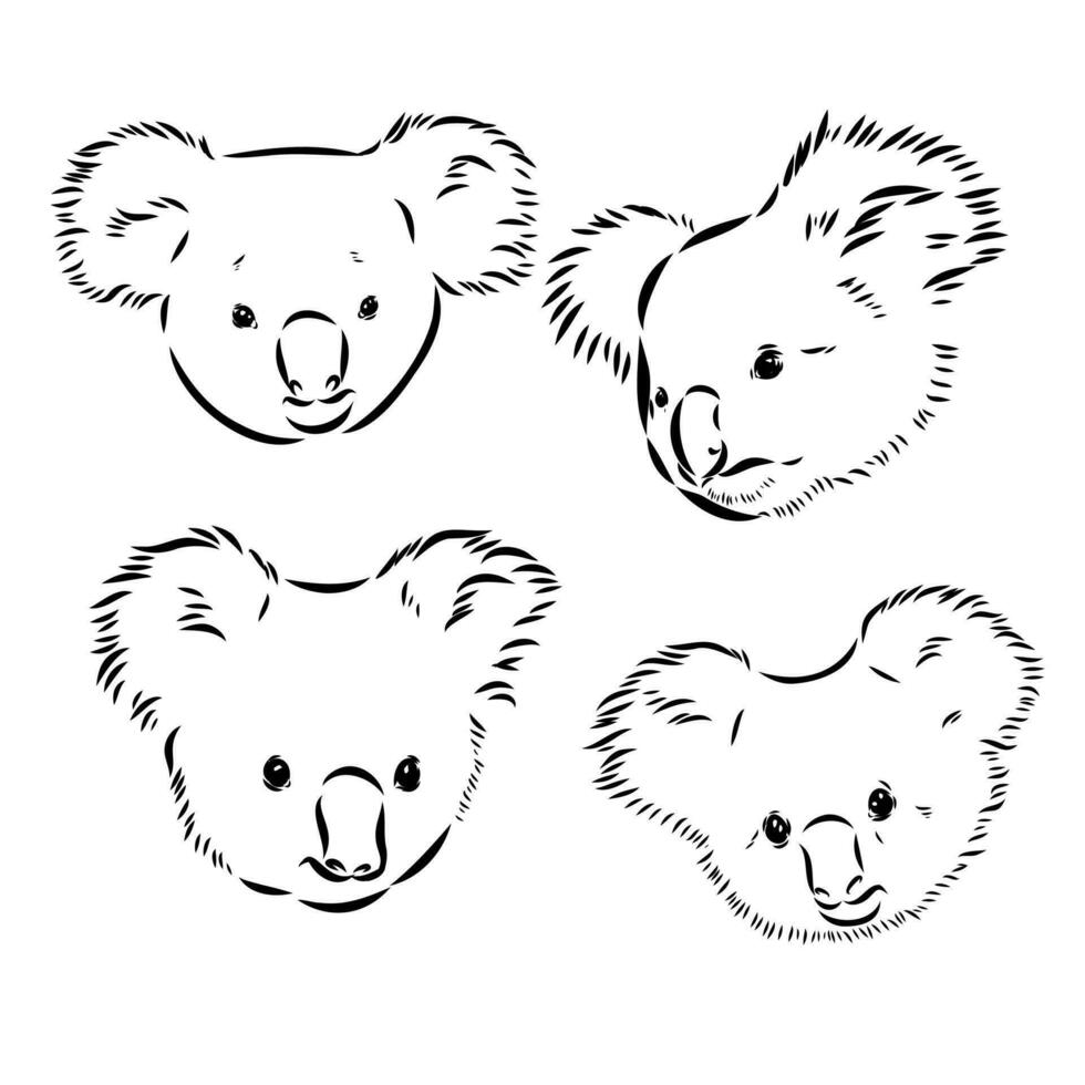 dibujo vectorial de koala vector