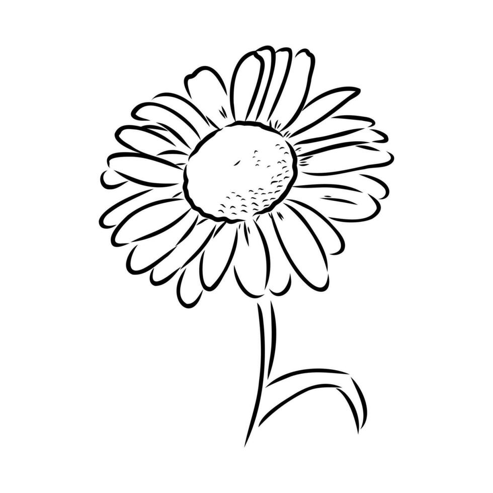 daisy flower vector sketch