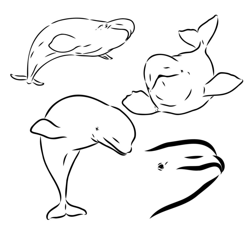 beluga whale vector sketch