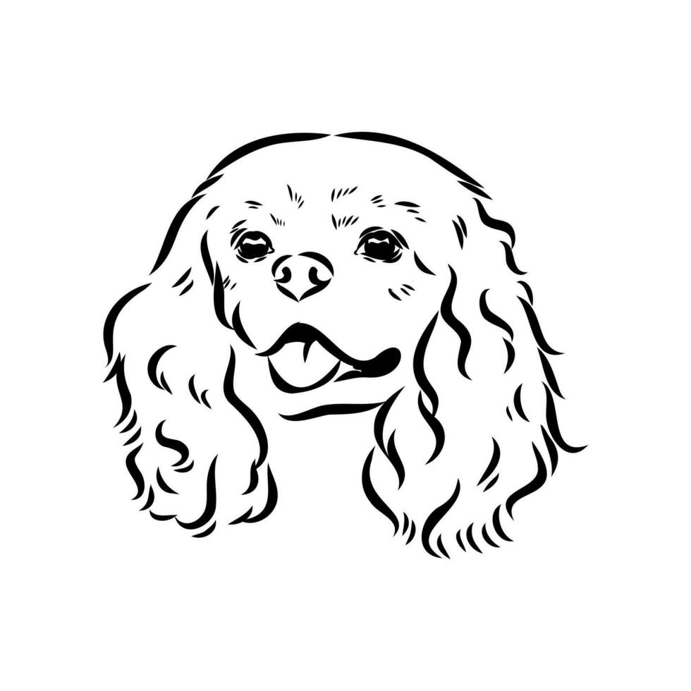 cavalier king charles dog vector sketch