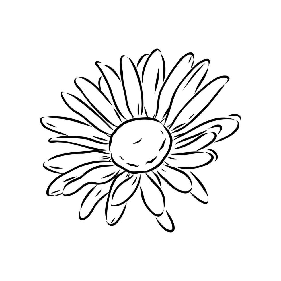 daisy flower vector sketch