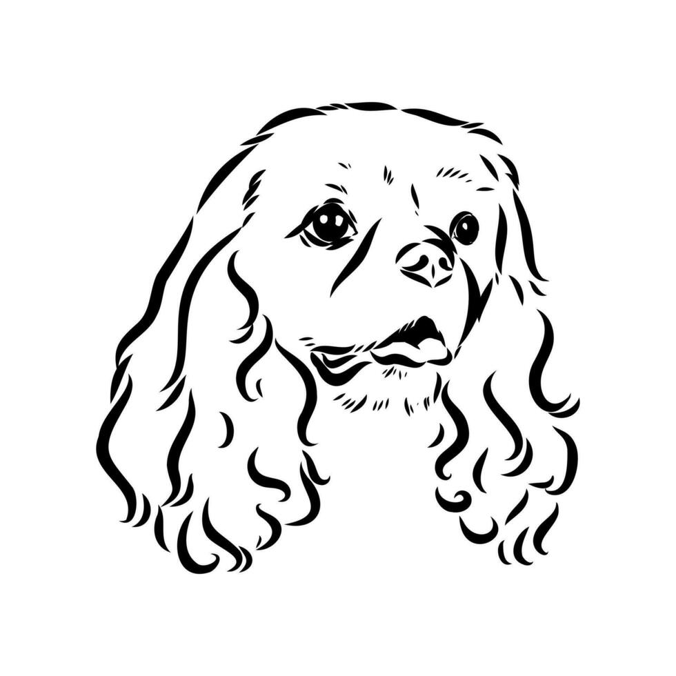 cavalier king charles dog vector sketch